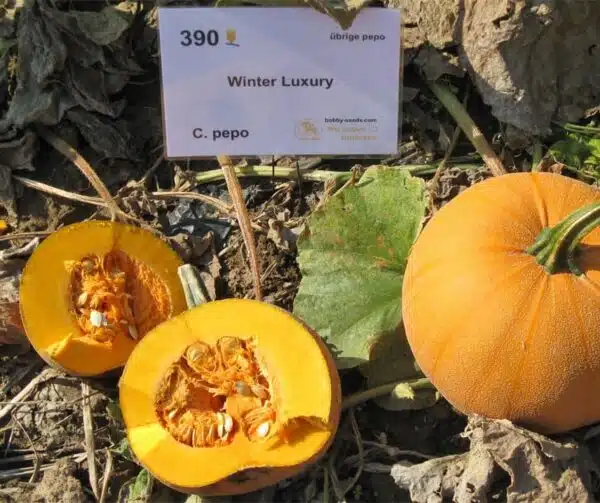 Cucurbita pepo Winter Luxury - Afbeelding 2