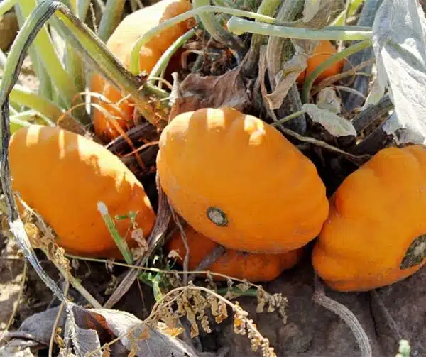 Cucurbita pepo Y-Star F1 BIO - Малюнак 3