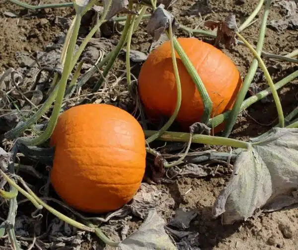Cucurbita pepo Zeus F1 PMT - Immagine 2