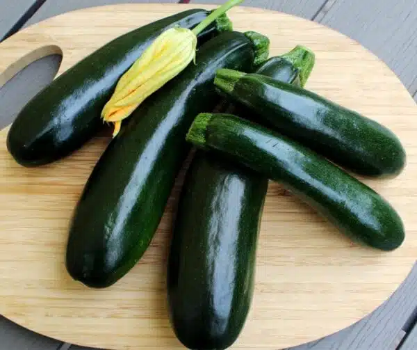 Cucurbita pepo (Zucchini) Zucchini BIO - Afbeelding 2