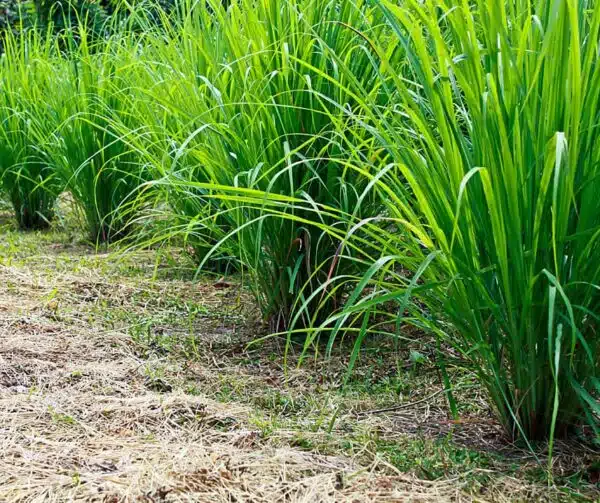 Cymbopogon citratus (Citronella) - Immagine 2
