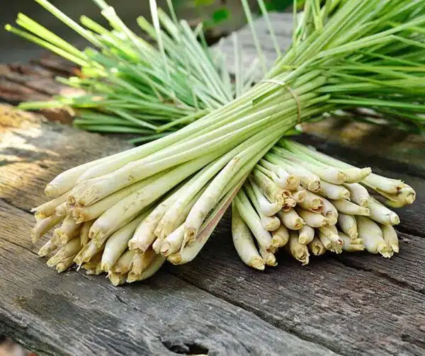 Cymbopogon citratus (Citronella)