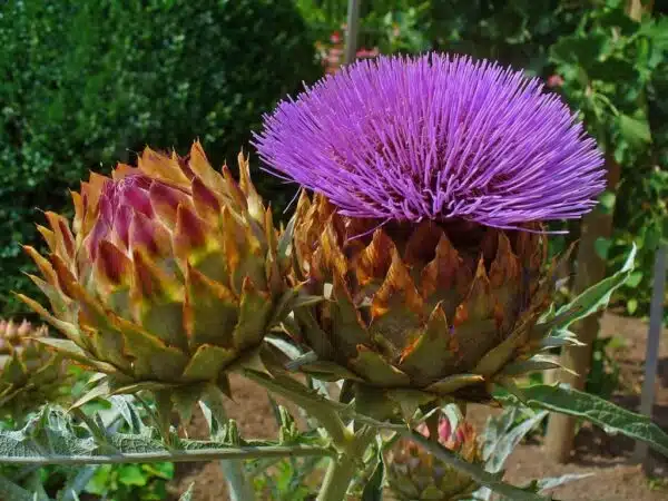 Cynara cardunculus (Kardone) - Bild 4
