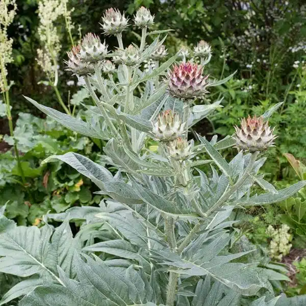 Cynara cardunculus (Kardone)