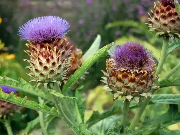 Cynara cardunculus (Kardone) - Bild 2