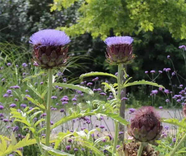 Cynara scolymus (Artichoke) Grosse von Laon - Afbeelding 2