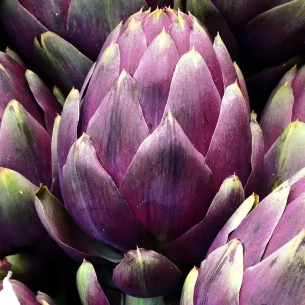 Cynara scolymus (Artichoke) Romanesco Violetta