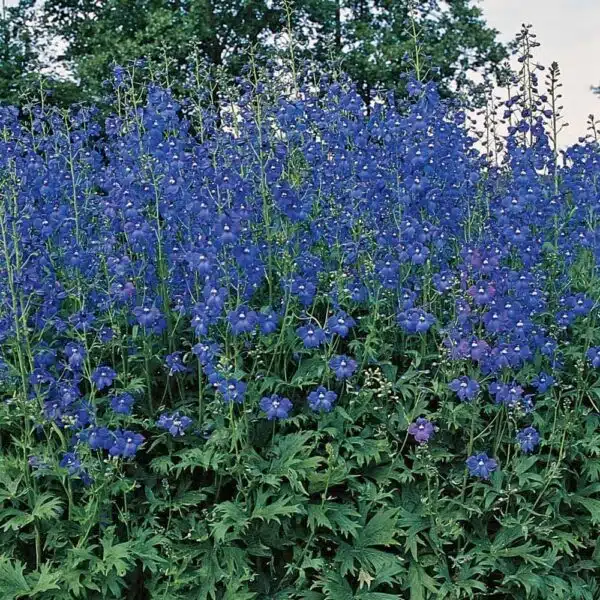 Delphinium belladonna Bellamosum - Immagine 2