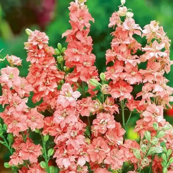 Delphinium consolida Laxskönhet