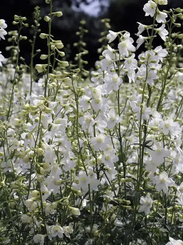 Delphinium belladonna Casablanca