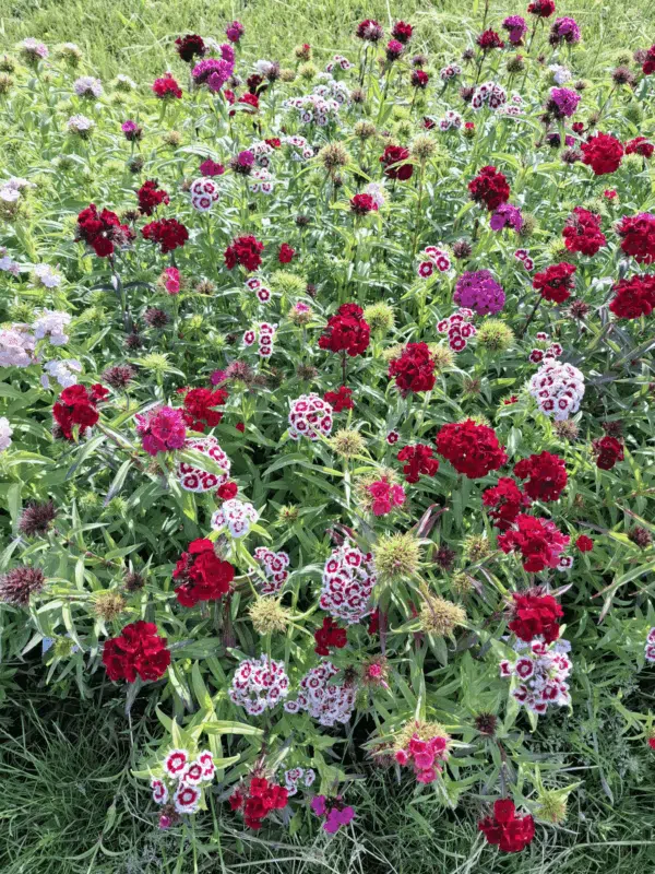 Mezcla de Dianthus barbatus Flora Pearl - Imagen 2