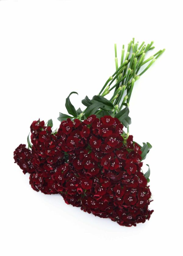 Dianthus barbatus Sweet™ Svart körsbär