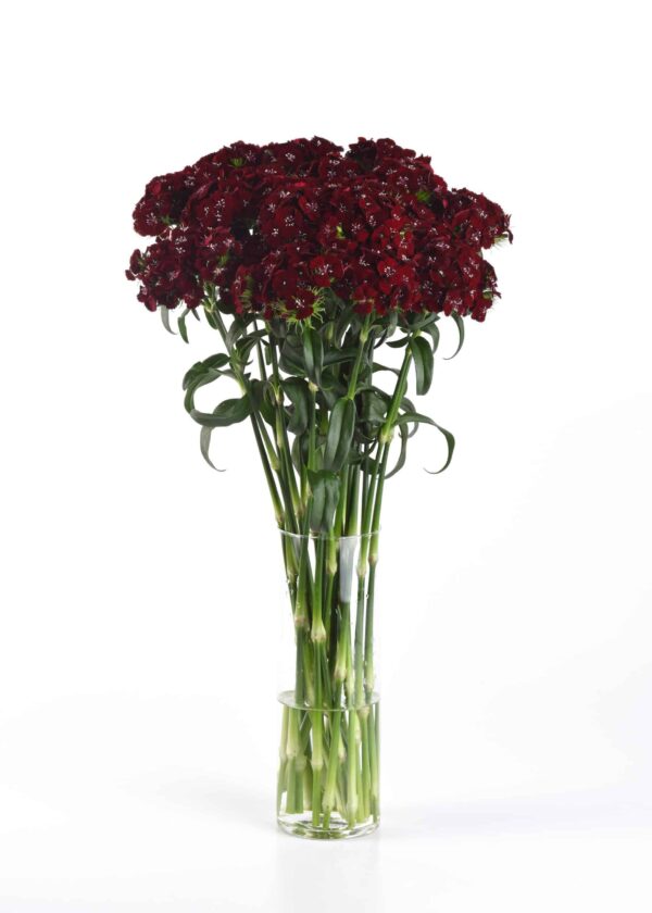 Dianthus barbatus Sweet™ Svart körsbär - Bild 3