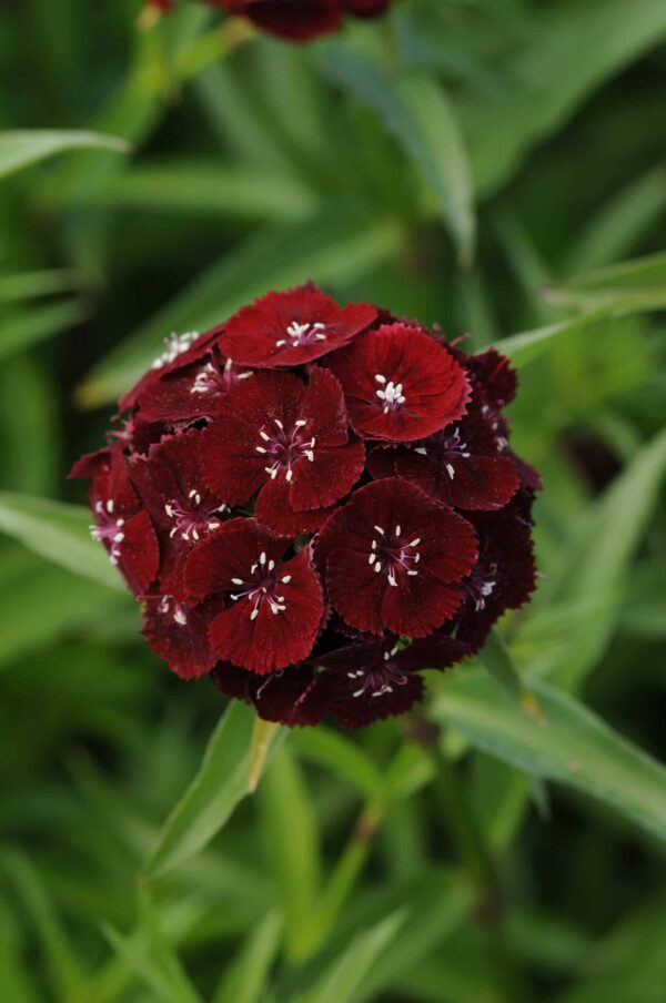 Dianthus barbatus Sweet™ Svart körsbär - Bild 2