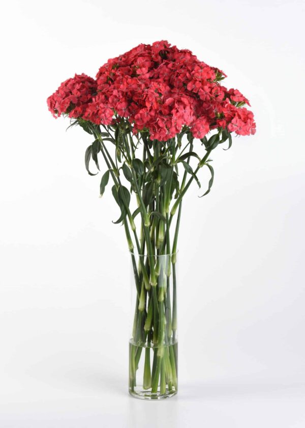 Dianthus barbatus Sweet™ Coral - Afbeelding 3