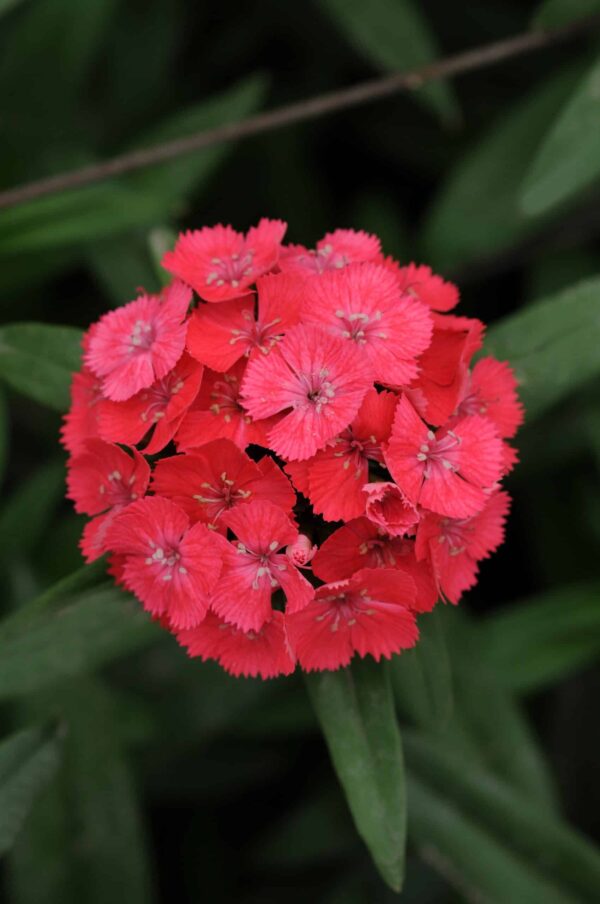 Dianthus barbatus Sweet™ Coral - Afbeelding 2