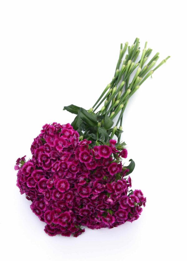 Dianthus barbatus Sweet™ Magenta Bicolore