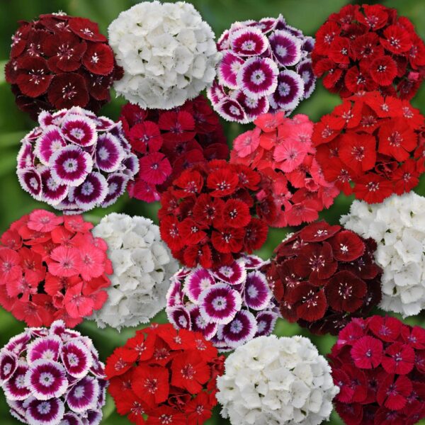 Dianthus barbatus Sweet™ Сумесь