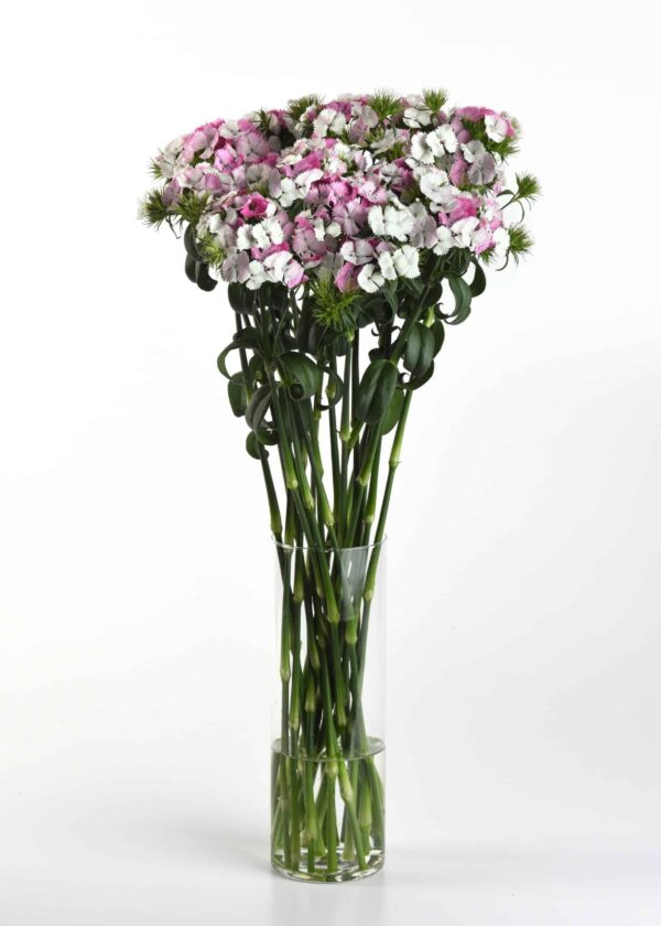 Dianthus barbatus Sweet™ Pink Magic - Afbeelding 3