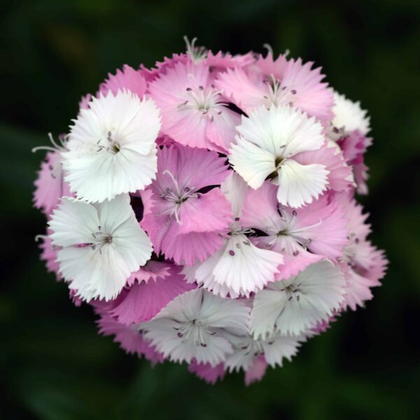 Dianthus barbatus Sweet™ Pink Magic - Afbeelding 2