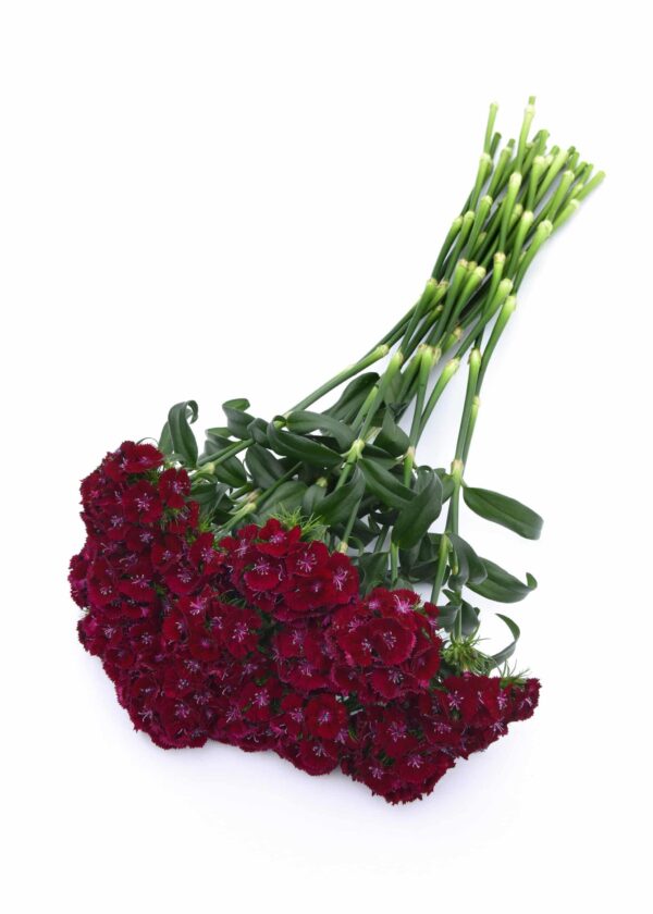 Dianthus barbatus Sweet™ Violet
