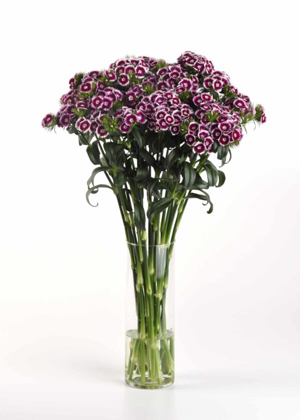 Dianthus barbatus Sweet™ Purple White Bicolor - Afbeelding 3