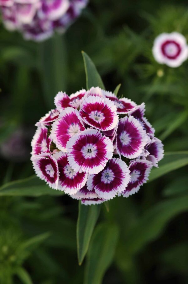 Dianthus barbatus Sweet™ Purple White Bicolor - Afbeelding 2