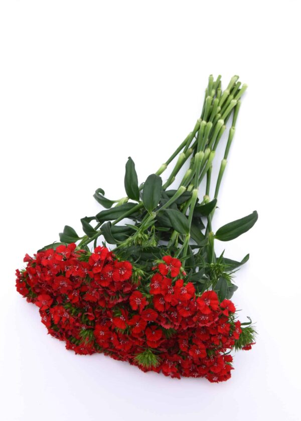 Dianthus barbatus Sweet™ Écarlate