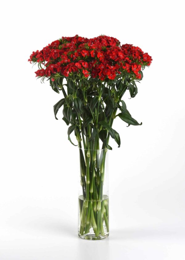 Dianthus barbatus Sweet™ Scarlet - Image 3