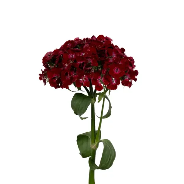 Dianthus barbatus Barbienne Rosso Profondo