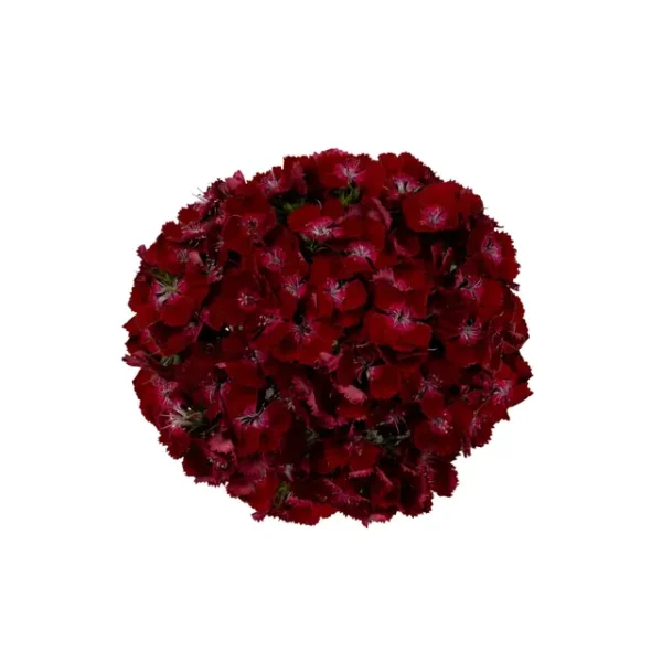 Dianthus barbatus Barbienne Rosso Profondo - Immagine 3