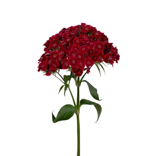 Dianthus barbatus Barcelona Red
