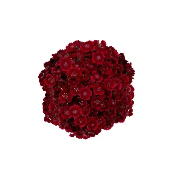 Dianthus barbatus Barcelona Red - Bild 3