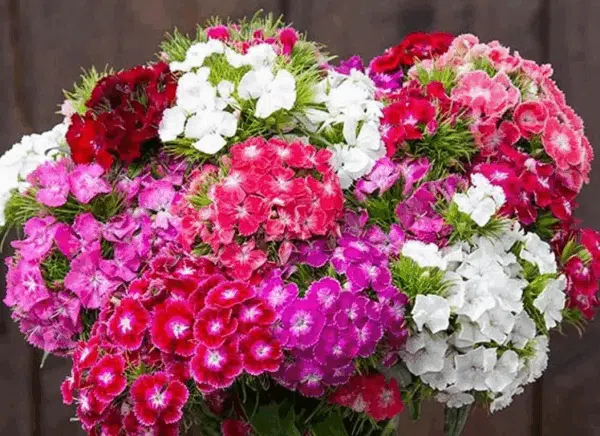 Сумесь Dianthus barbatus QIS® Etournelle