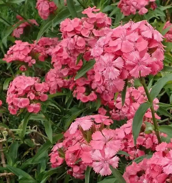 Dianthus barbatus Hög singel Rosa skönhet