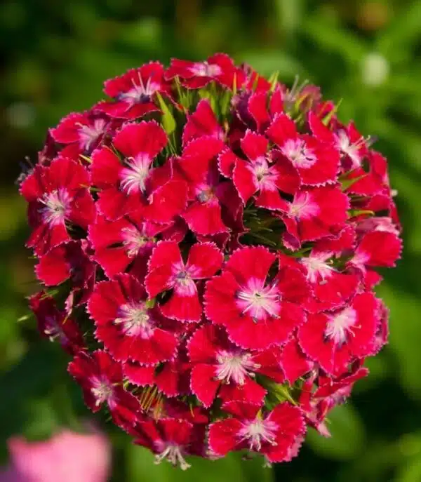Dianthus barbatus Hög enkel scharlakansröd skönhet - Bild 2