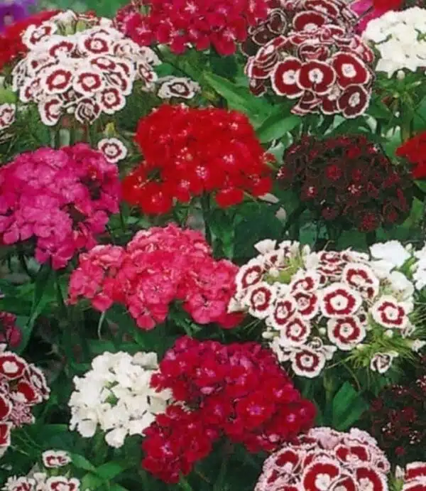 Dianthus barbatus Tall Single mixture