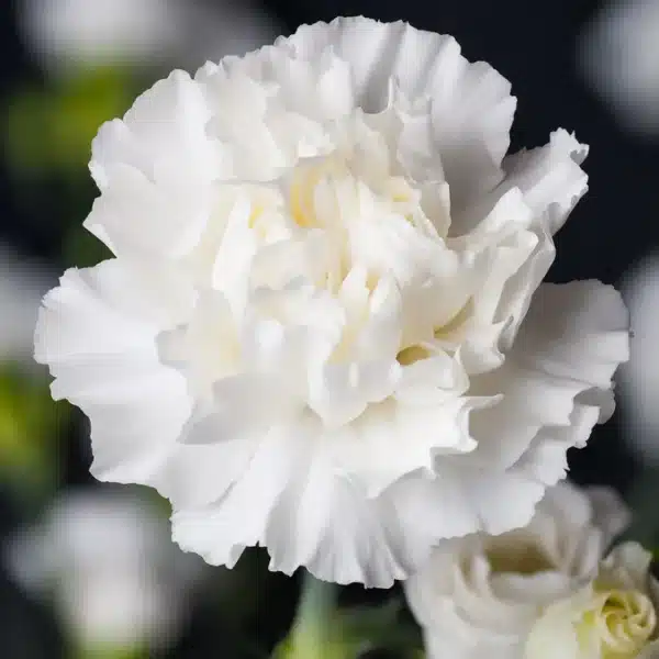Dianthus caryophyllus Triumph White