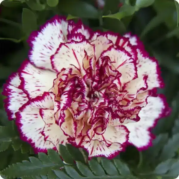 Dianthus caryophyllus Chabaud Benigna