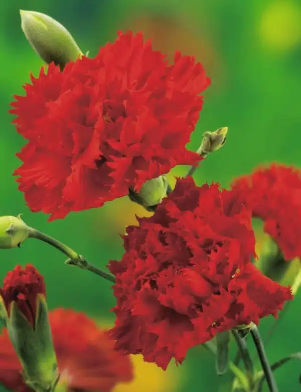 Dianthus caryophyllus Chabaud Etincelant