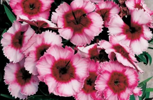 Dianthus chinensis Super Parfait Raspberry - Afbeelding 3