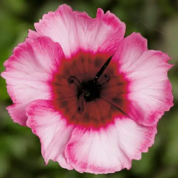 Dianthus chinensis Super Parfait Raspberry - Afbeelding 2