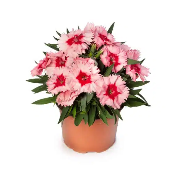 Dianthus chinensis Super Parfait Jordgubb