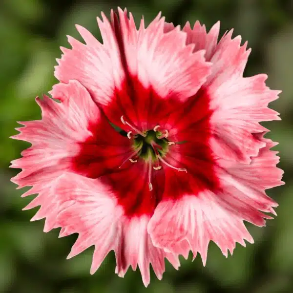 Dianthus chinensis Super Parfait Strawberry - Bild 2