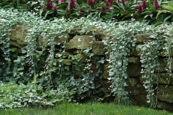 Dichondra argentea Silver Falls - Afbeelding 3