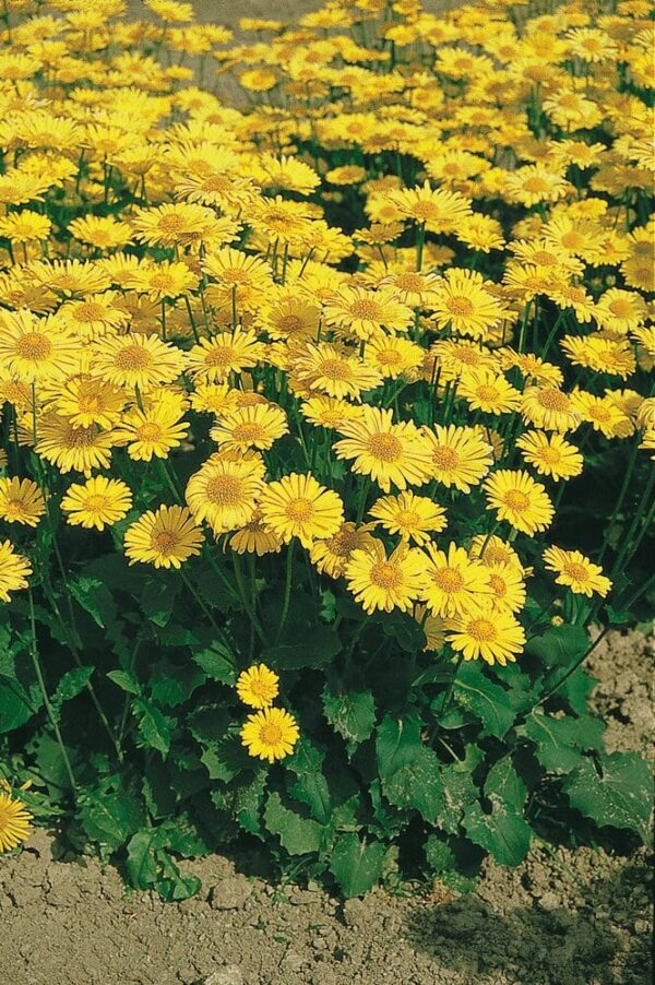 Doronicum orientale Little Leo - Afbeelding 2