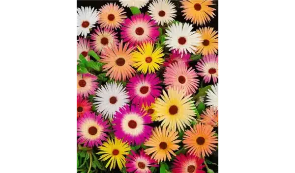 Dorotheanthus (Mesembryanthemum) bellidiformis Mischung
