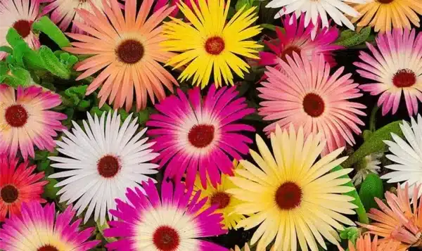 Dorotheanthus (Mesembryanthemum) bellidiformis Mischung - Bild 2
