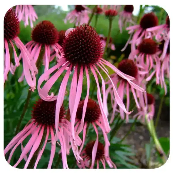 Echinacea (Rudbeckia) pallida