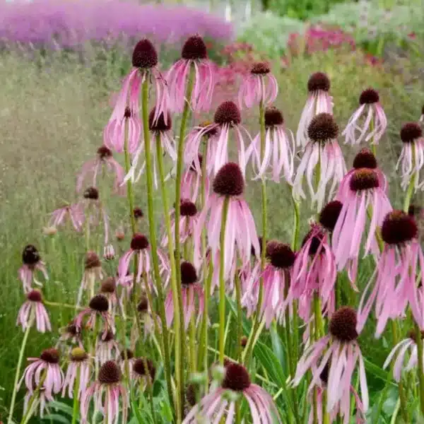 Echinacea (Rudbeckia) pallida - Image 2